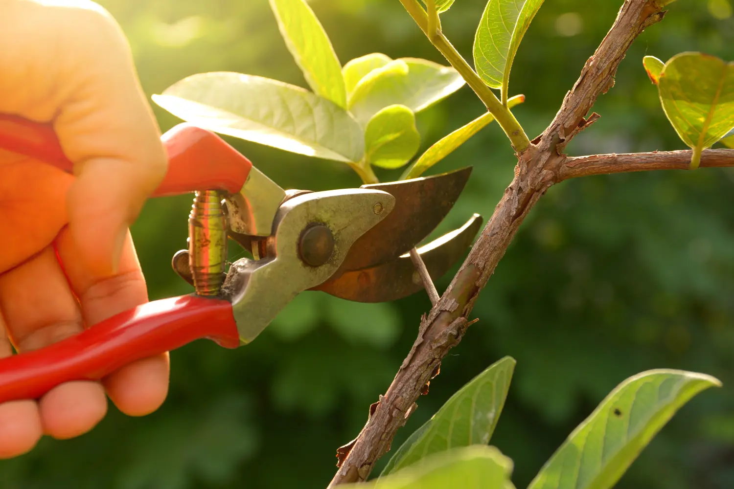 Gehölzschnitt von Gartenbau Neumann