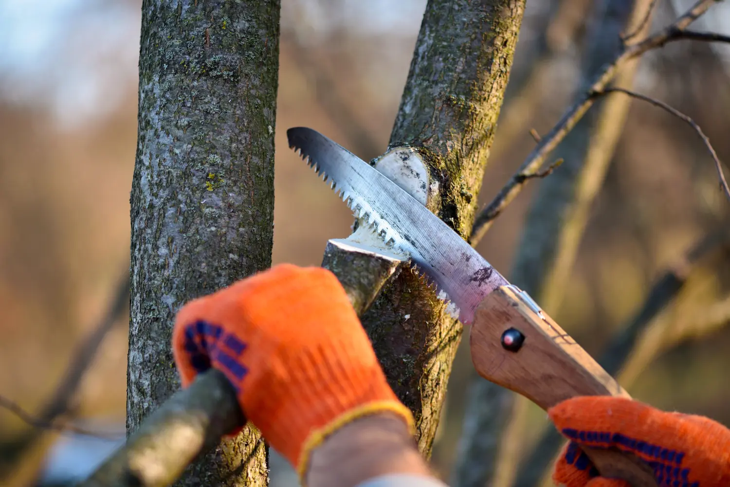 Baumschnitt oder Baumfällung von Gartenbau Neumann