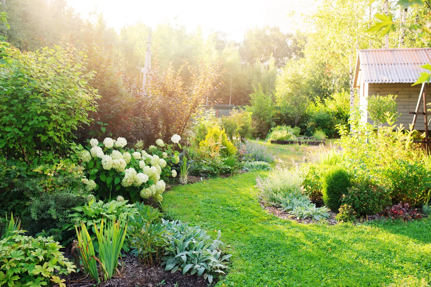 Sommerlicher Privatgarten mit blühender Hortensie Annabelle. Geschwungene Rasenkante, schöner Weg.